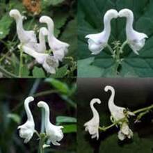 Semillas de Orquídea Blanca, Semillas de Orquídea Flying Duck - Semillas Premium para Cultivo en Casa -  por Tiempo Limitado - Ordene Ahora - 50 unidades/semillas - Ver 6