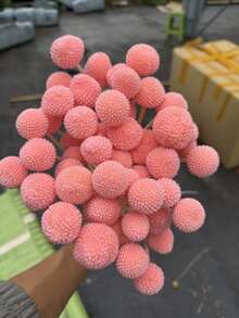 10/20pcs Stem Craspedia Green Artificial Billy Button Ball Bouquet - Approx. 1-1/2 Inch Diameter For Home Decor, Photo Props, DIY Wedding Decoration - Pink - View 3