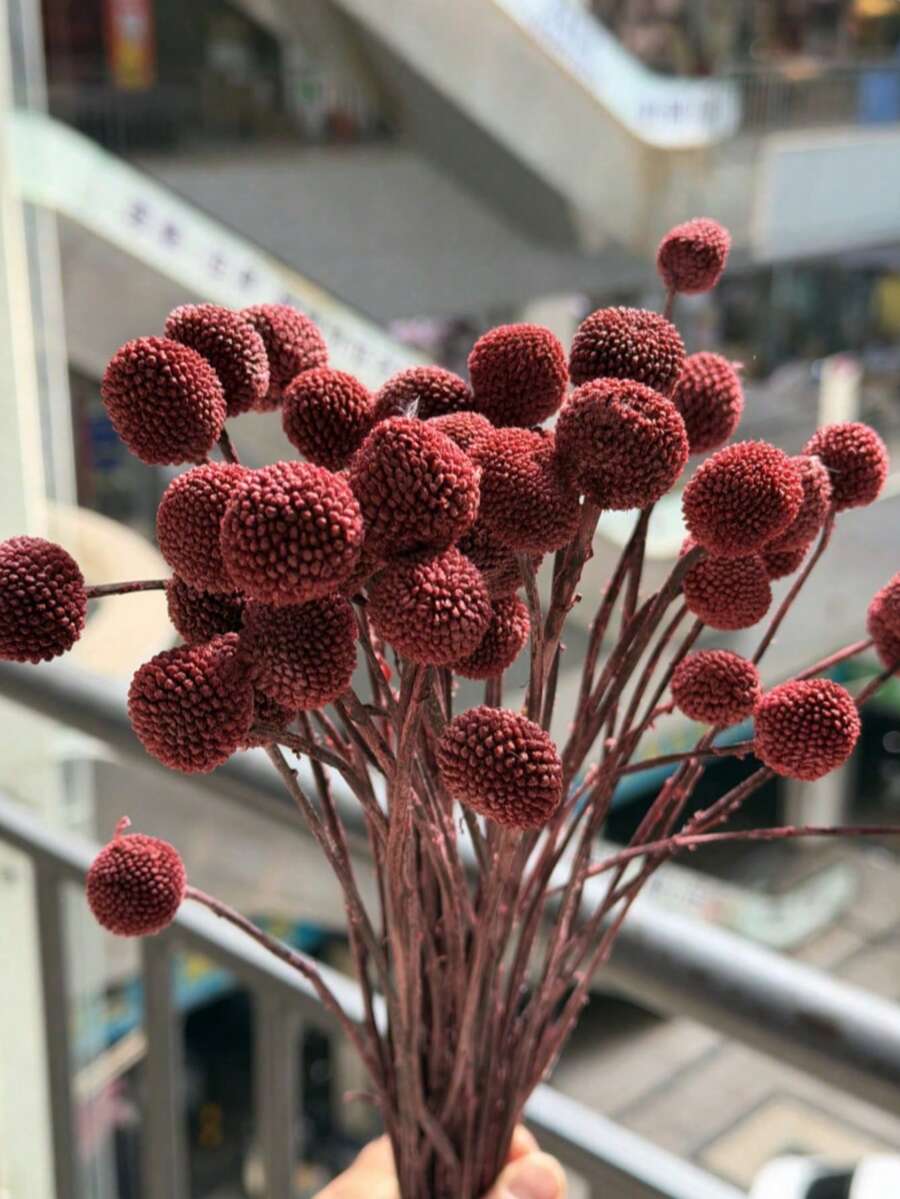 10/20pcs Stem Craspedia Green Artificial Billy Button Ball Bouquet - Diameter Approx 1-1/2 Inches For Home Decor, Photo Props, DIY Wedding Decoration - Reddish-brown - View 1