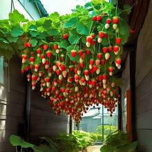 92pcs Sweet Fruity Strawberry  Plant Planting - 92 piezas - Ver 7