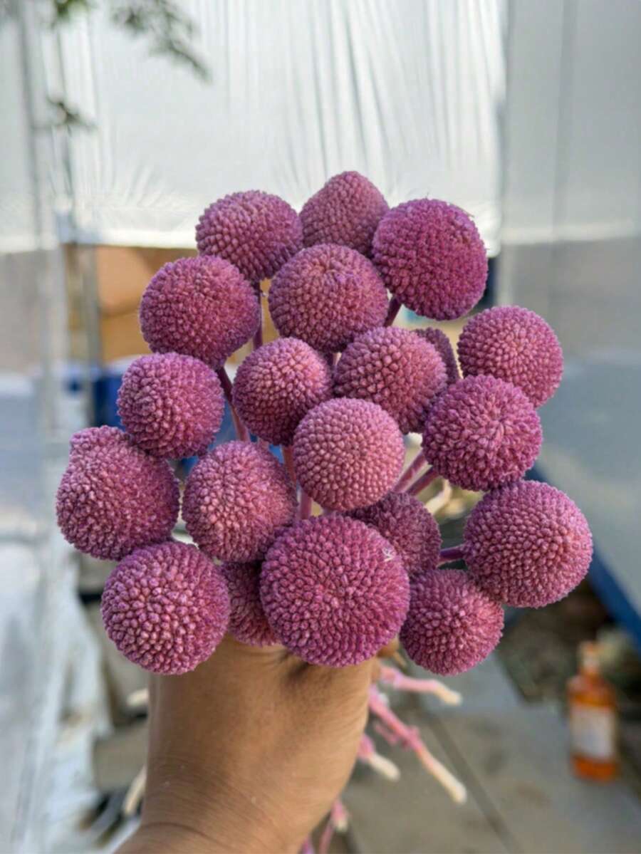 10/20pcs Stems Craspedia Green Artificial Billy Button Ball Flower Bouquet - Diameter Approx 1-1/2 Inches For Home Decor, Photo Props, DIY Wedding Decoration - Light Purple - View 1