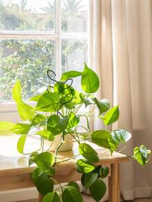 2 chiếc giá đỡ cây leo, giàn leo hình lá bằng kim loại cho cây leo, giá đỡ cây trồng trong chậu ngoài trời, giá đỡ hoa sáng tạo, giàn leo dây leo, giá đỡ hoa cho cây trồng trong chậu, cây mini, giàn leo cây trong nhà, dụng cụ chăm sóc cây tại nhà, quà tặng ý tưởng cho người yêu cây cảnh, thích hợp trồng trong chậu, Hoya, Pothos, hoa, Monstera. - Giá đỡ cây - Xem 2