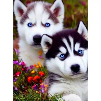 Bộ tranh đính đá acrylic 5D [30*40cm/11.8*15.7in], họa tiết chó Husky, thích hợp cho người lớn mới bắt đầu tự làm tranh ghép đá, tranh đính đá thủ công hoàn chỉnh, thích hợp trang trí tường phòng khách, phòng ngủ, văn phòng, quà tặng trang trí nhà cửa bất ngờ cho gia đình và bạn bè, không khung.