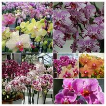 120 Mixed Phalaenopsis  - Orchid  Planting - 120pcs - View 9