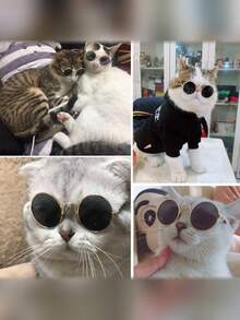1pc/2pcs Optional Resin Pet Sunglasses, Hip-Hop Style Solid Color Round Frame Lightweight Wearable Detail, Photo Decoration Accessory, Universal For Cats And Dogs, Suitable For Daily Street Photography, Outdoor Check-In, All-Season Dressing Scenes - Multicolor - View 9