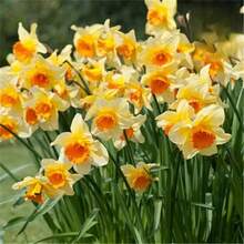 135 Pcs Cold-Resistant Hydroponic Peony Bulb , Potted Plants - SEED - View 3
