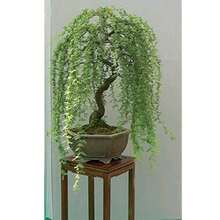 Lucky Money Willow Bonsai Tree  - Thick Trunk - 20pcs - View 1