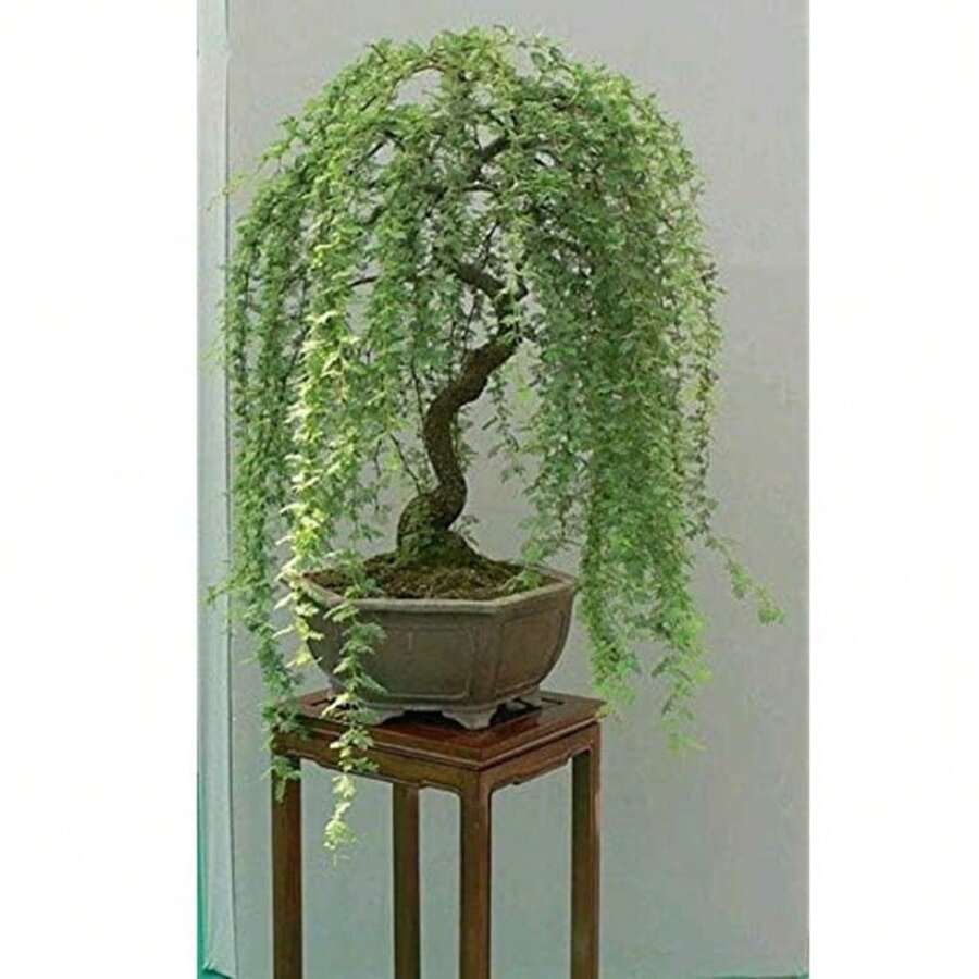Lucky Money Willow Bonsai Tree - Thick Trunk - 20pcs - View 1