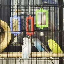 Assorted Color Parrot Toy Square Double-Sided Mirror, Designed For Bird Cage Decor, Random Color Shipped - Multicolor - View 7