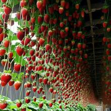 92pcs Sweet Fruity Strawberry  Plant Planting - 92 piezas - Ver 3