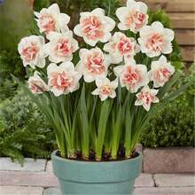 135 Pcs Cold-Resistant Hydroponic Peony Bulb , Potted Plants - SEED - View 1