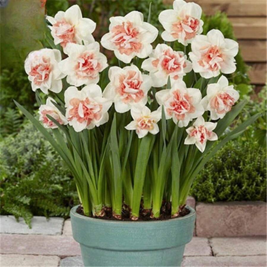 135 Pcs Cold-Resistant Hydroponic Peony Bulb , Potted Plants - SEED - View 1