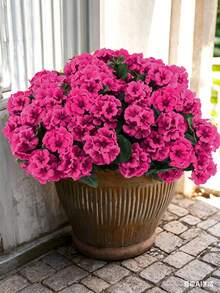 Rose vif