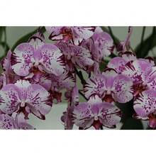 120 Mixed Phalaenopsis  - Orchid  Planting - 120pcs - View 2