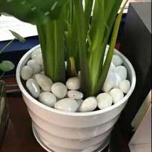 Đá trang trí tự nhiên bóng loáng - Đá sông trắng và sỏi đánh bóng, thích hợp cho cây trồng trong nhà, bể cá, cảnh quan sân vườn, trang trí bình hoa | Đồ thủ công mỹ nghệ, Trang trí nhà cửa (Phụ kiện bể cá, Trang trí sân vườn, Trang trí làm vườn) - 1 bộ - Xem 5