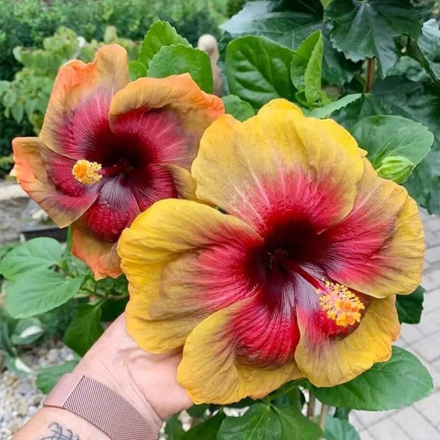 233 Hibiscus -Garden Enthusiasts-Suitable Planting On Balconies And Outdoor - 233 - 查看 1