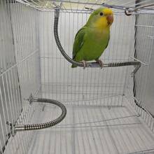 1 pieza Percha ajustable de acero inoxidable para loros, juguete flexible de varios ángulos antideslizante para aves, accesorio de jaula duradero y fácil de limpiar adecuado para loros, cacatúas y todas las aves domésticas - Ver 6
