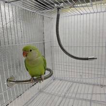 1 pieza Percha ajustable de acero inoxidable para loros, juguete flexible de varios ángulos antideslizante para aves, accesorio de jaula duradero y fácil de limpiar adecuado para loros, cacatúas y todas las aves domésticas - Ver 7