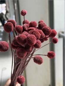 10/20pcs Stem Craspedia Green Artificial Billy Button Ball Bouquet - Diameter Approx 1-1/2 Inches For Home Decor, Photo Props, DIY Wedding Decoration - Reddish-brown - View 2