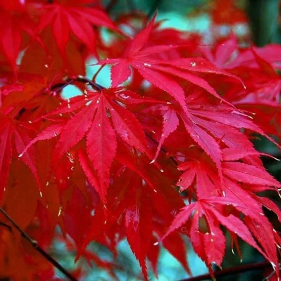 100pcs-300pcs Random Amount Japanese Red Maple Tree Highly Prized Bonsai, Japanese Maple Tree - Ships From , USA - 300pcs - View 1