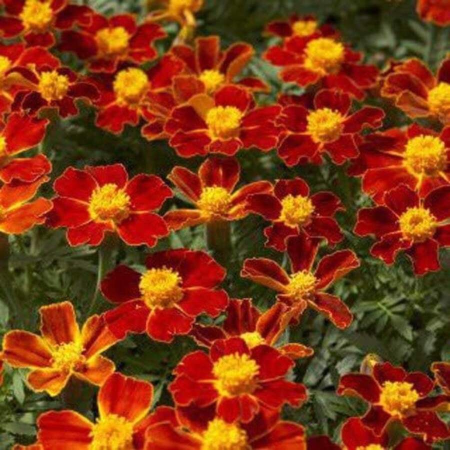 162 Marigold Garden Set - 162 - View 1