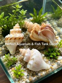 1pc Natural Flower Shell, Made Of Natural Seashell Material, Mountain Shell, Aquarium Decor, Suitable For Home Decor, Decorations, Bedroom Decor, Marine Theme Decor, Elegant Ocean Series, Holiday Decor, Can Be Used As Crab Habitat Shell, Flower Pot And Collector's Gift. - Multicolor - View 5