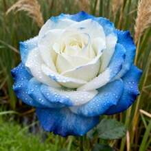 100pcs Rose Seeds Flower Border Seed for Garden Potted Seed Planted at Flower Border Edge Petals Layered and Spread Add Romantic Feel to Garden - 100 Stück/Samen - Übersicht 2