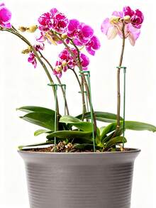 10/5/1 cái Cọc chống cây, thanh chống chậu hoa cho làm vườn cây trồng trong chậu, thanh chống lan, khung cố định bảo vệ hoa trồng trong chậu - Nhiều màu - Xem 5