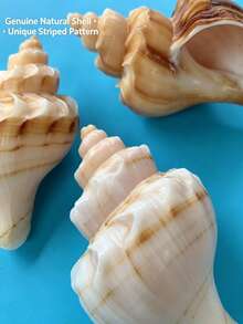 1pc Natural Flower Shell, Made Of Natural Seashell Material, Mountain Shell, Aquarium Decor, Suitable For Home Decor, Decorations, Bedroom Decor, Marine Theme Decor, Elegant Ocean Series, Holiday Decor, Can Be Used As Crab Habitat Shell, Flower Pot And Collector's Gift. - Multicolor - View 6