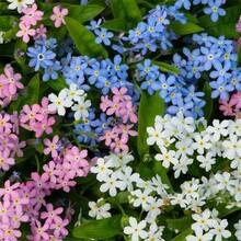 209  Of Forget-Me-Not Flowers Garden Planting - 209 - View 4