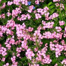 209  Of Forget-Me-Not Flowers Garden Planting - 209 - View 7