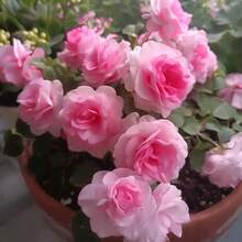 259 Of Impatiens-Suitable Indoor And Outdoor Cultivation - 259 - View 5