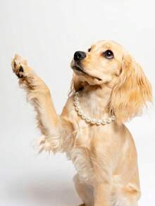 Collana per cani carina e dolce | Collana per animali domestici in perla resistente | Collana per animali domestici in perla di colore solido ed elegante adatta per cani e gatti di piccola e grande taglia | Collana decorativa a contrasto | Adatta per cani e gatti di piccola taglia | Adatta per uso quotidiano e gioco | Accessori per abbigliamento per animali domestici | Collare per cani e gatti di piccola taglia | Stile cartoni animati | Regalo per animali domestici | Accessorio fotografico, collana per matrimonio di animali domestici, accessorio per matrimonio di animali domestici - Bianco - Visualizzare 5