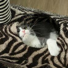 Zebra Print Cat Tree With Tunnel Ø25 Cm, Total Height 93 Cm, Black And White Scratching Posts For Cats - 黑色 - 查看 7