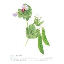 やさしい大人の塗り絵 野菜と花編, 2026 year - 写真の通り - チェックする 5