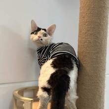 条纹高领猫咪毛衣，舒适有弹性，适合春夏穿着，尤其适合斯芬克斯猫和德文卷毛猫等无毛猫。 - 黑色 - 查看 4