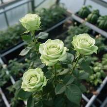Fiori freschi - 100 pezzi/seme - Visualizzare 3