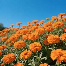 Flores frescas - 100 piezas/semillas - Ver 3