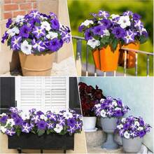 Artificial Purple-White Gerbera Daisy Decor, Artificial Flowers For Outdoors, Realistic Fake Flowers Petunias UV Resistant Silk Morning Glory Faux Plants For Outdoor Planters Balcony Yard Window Box Porch Garden Home Outside Decor - Multicolor - View 5