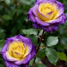 Fleurs fraîches - 100 pièces/graines - Voir 3
