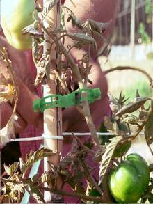 绿色塑料植物支撑架 | 半圆形室内攀爬架 | 耐用园艺支架,适用于藤蔓和枝叶植物 | 适用于盆栽植物和插花 | 易于组装,辅助攀爬植物生长 | 半圆形设计 | 塑料材质,攀爬植物支撑架 - 多色 - 查看 12