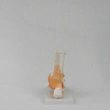 Foot Joint Model With Ligaments, Human Anatomy Model, Life Size, Medical-Teaching Equipment - Multicolor - View 2