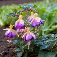 Fiori freschi - 100 pezzi/s.e.e.d.s - Visualizzare 3