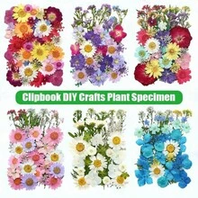 壓花樹脂花朵樹脂模具，人造乾燥花葉，適用於剪貼簿DIY蠟燭配件珠寶手工製作 - 精品 - 查看 3