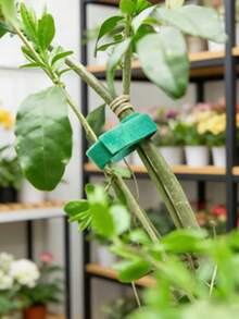 5M (197") /15M (590") 可重複使用園藝植物魔鬼氈紮帶 - 可調節支撐帶,適用於攀緣植物、番茄和電纜管理,耐候防滑尼龍魔鬼氈紮帶 - 魔術自黏帶 - 查看 7