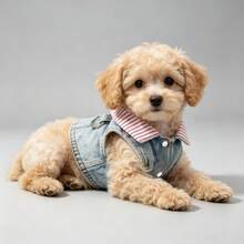 Dog Coat, Fashionable Soft Dog Clothes, Suitable For Small And Medium Dogs, All Seasons, Durable Puppy Coat, Pet Apparel - Red - View 5