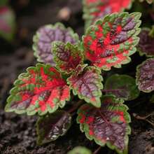 Flores frescas - 100 piezas/semillas - Ver 4