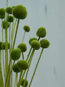 Green 3