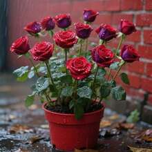 Fiori freschi - 100 pezzi/seme - Visualizzare 2