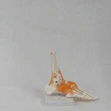 Foot Joint Model With Ligaments, Human Anatomy Model, Life Size, Medical-Teaching Equipment - Multicolor - View 3